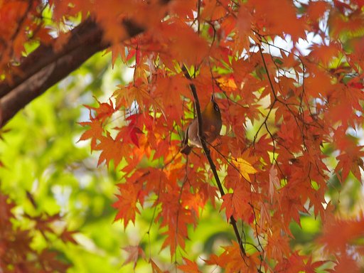 紅緑の競演(7)