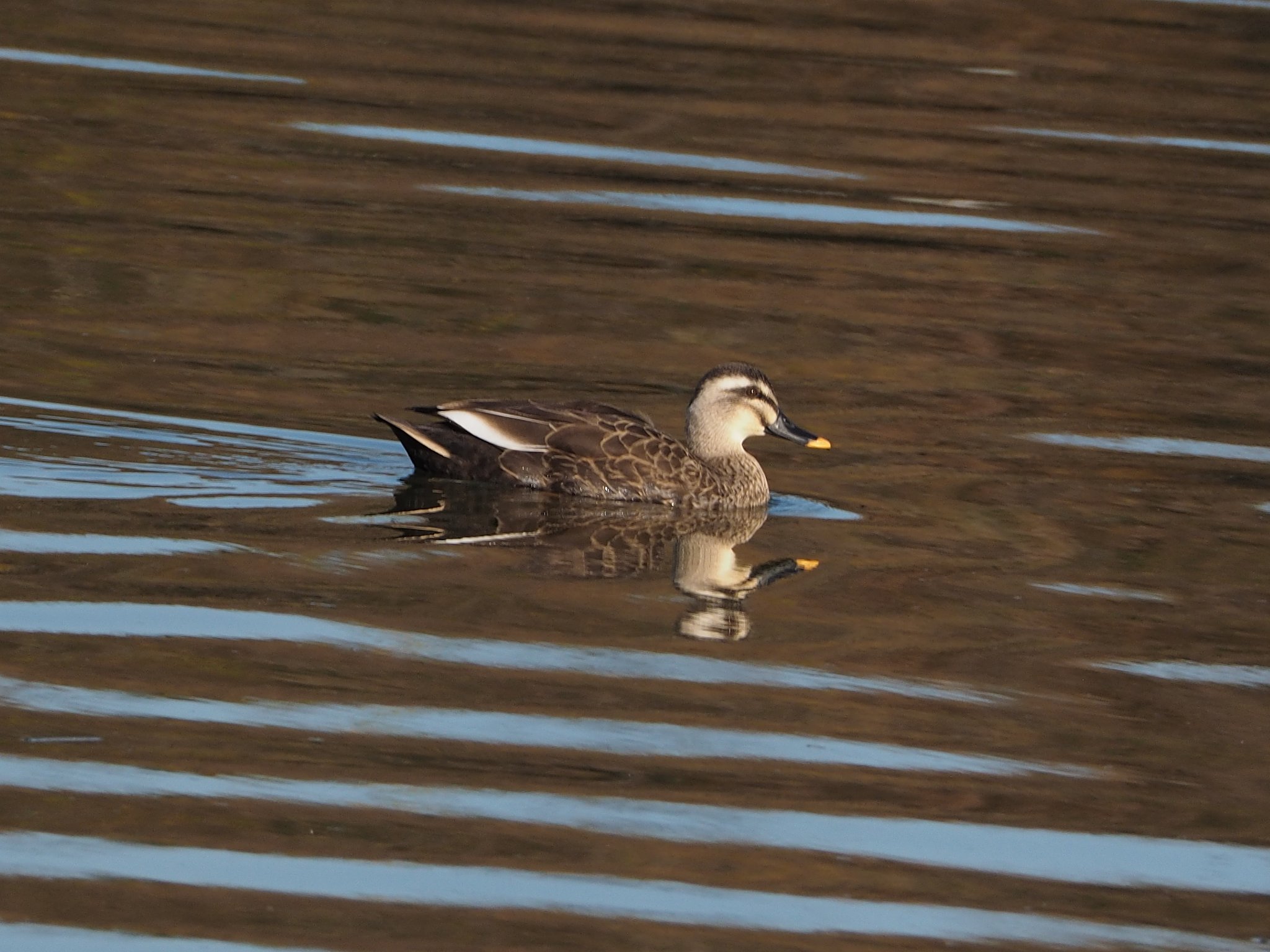 MZD75-300F4.8-6.7　Ⅱ