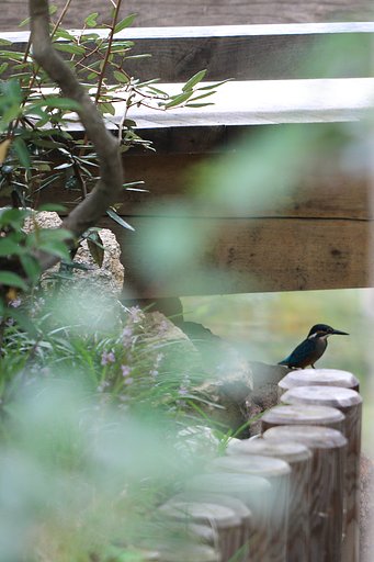 橋の下にはカワセミがいる（その１）