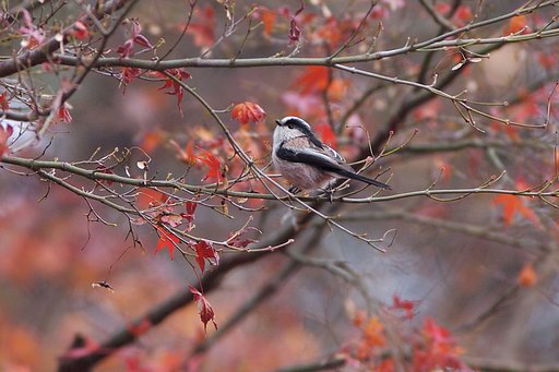名残紅とともに(2)