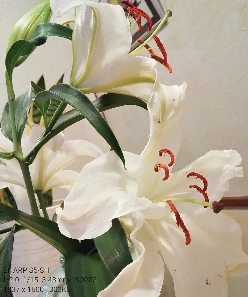 新春生花