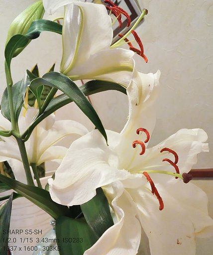 新春生花