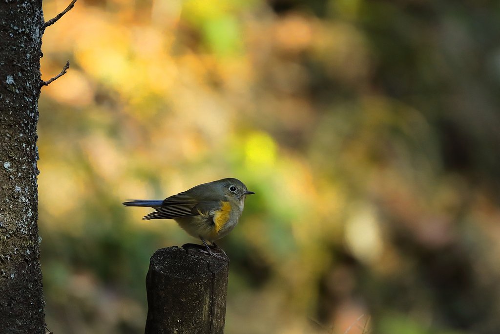 【1月に】和む冬鳥