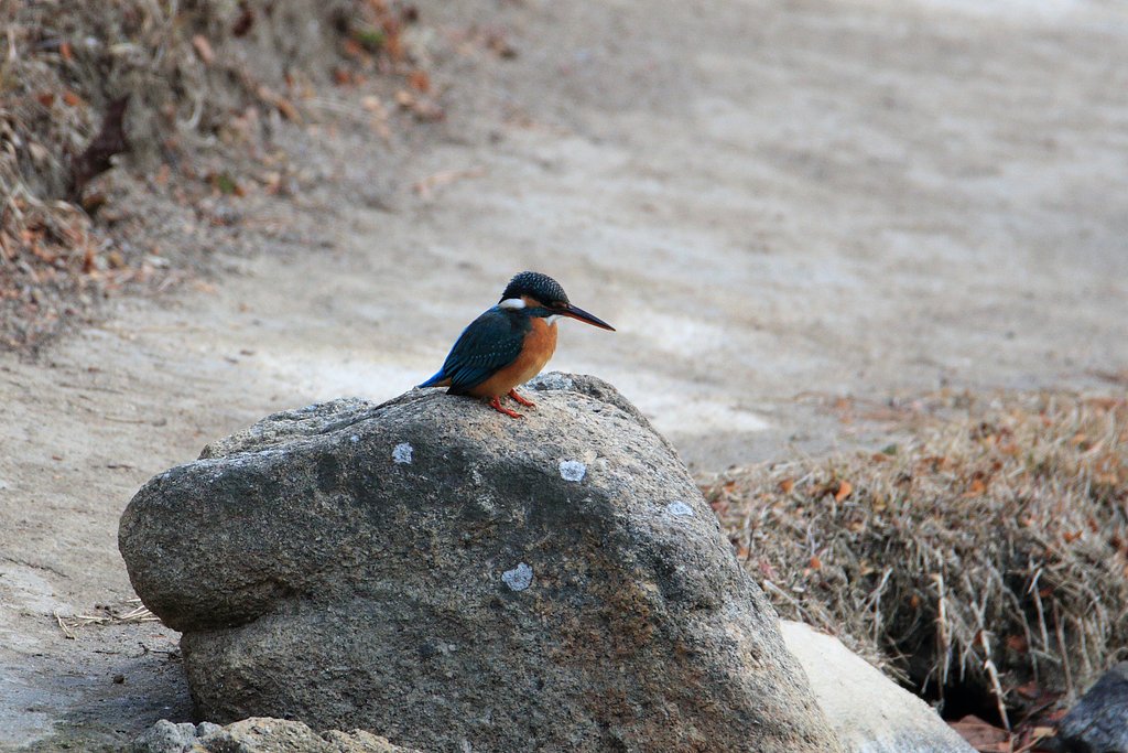 縮景園のカワセミ（久々）
