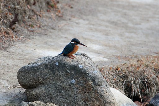縮景園のカワセミ（久々）