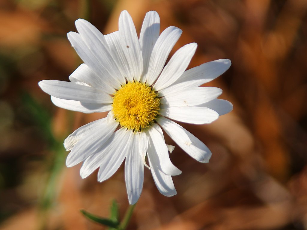 Tamron 28-300mmF 3,5-6.3 【IF】MACRO