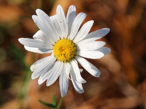 Tamron 28-300mmF 3,5-6.3 【IF】MACRO