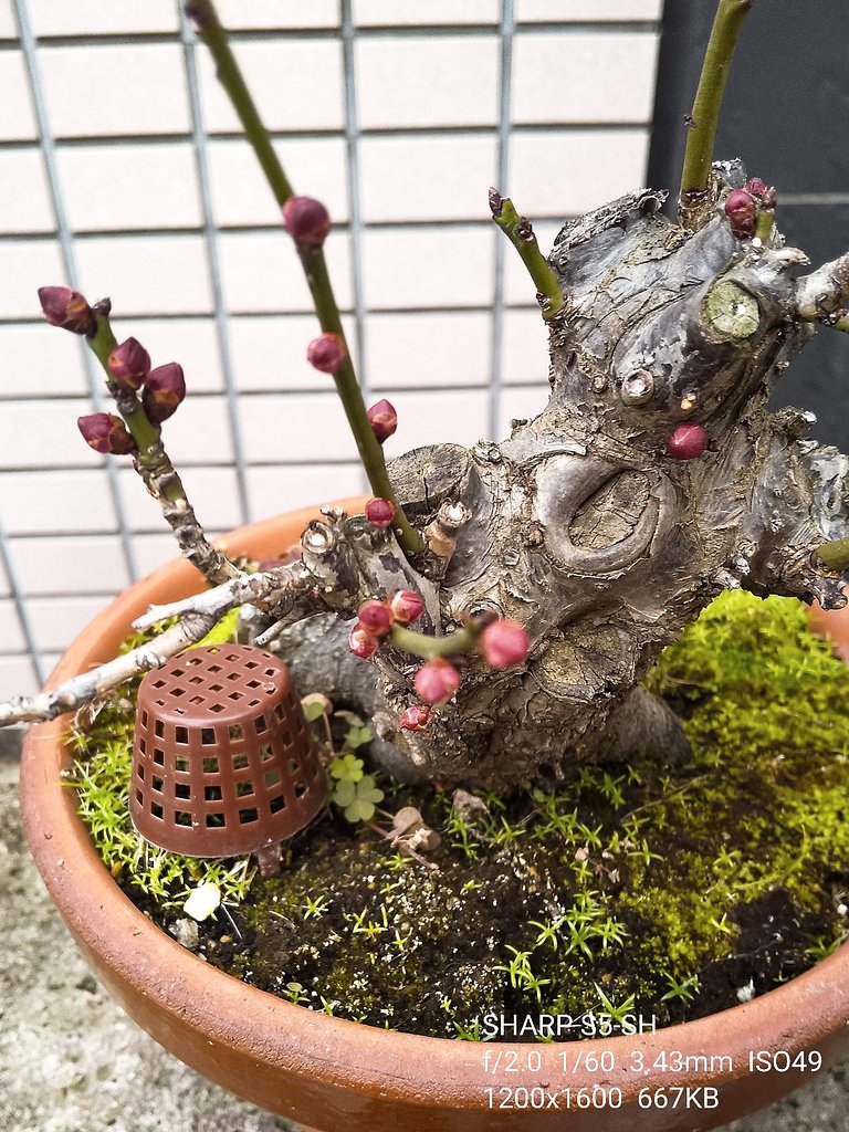 梅の季節