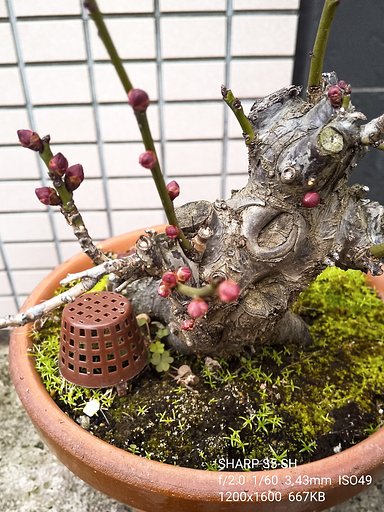 梅の季節