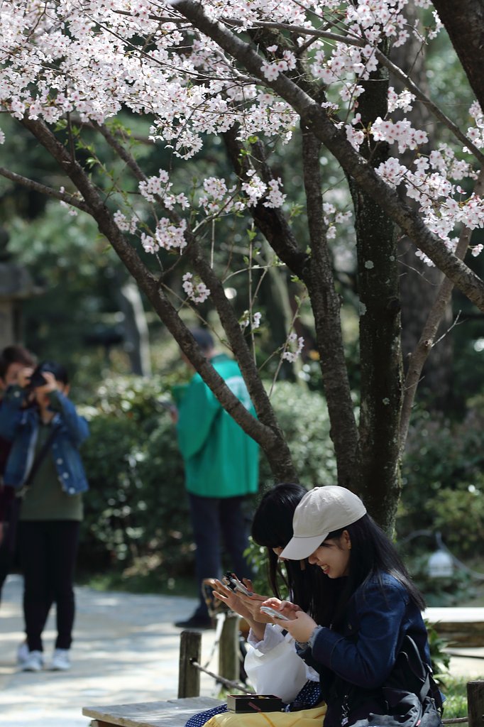 爽やか美人百景・桜舞い散る頃