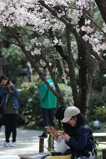 爽やか美人百景・桜舞い散る頃