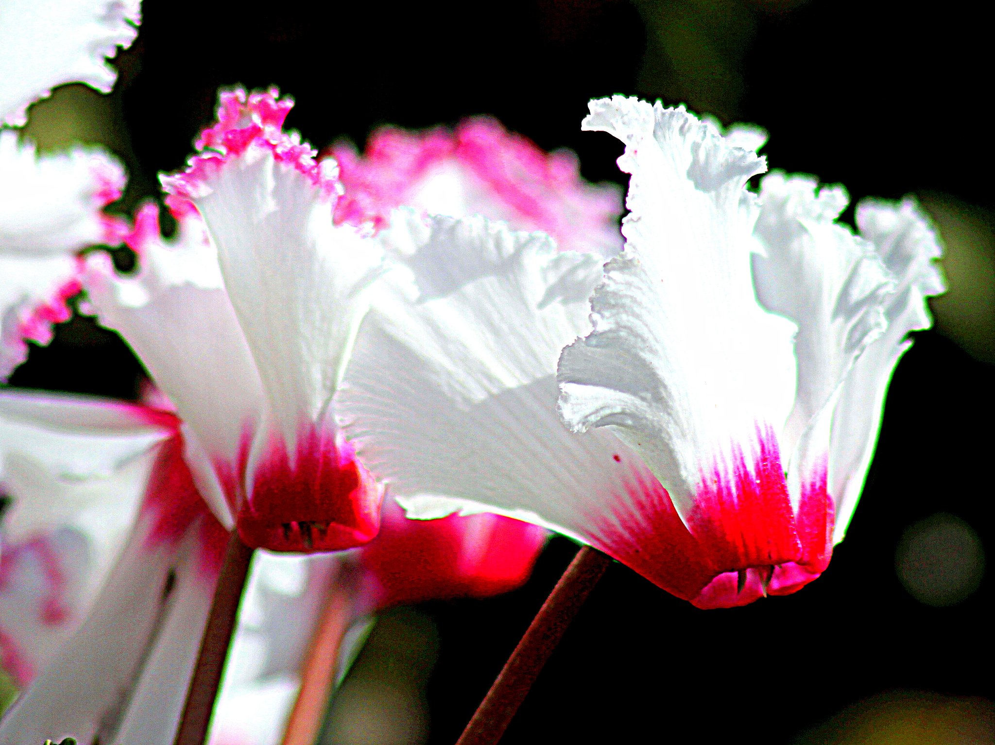 シクラメンの花片をＵＰ