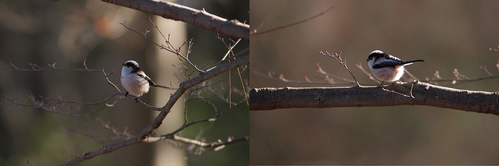 なんだか新芽って、いいな