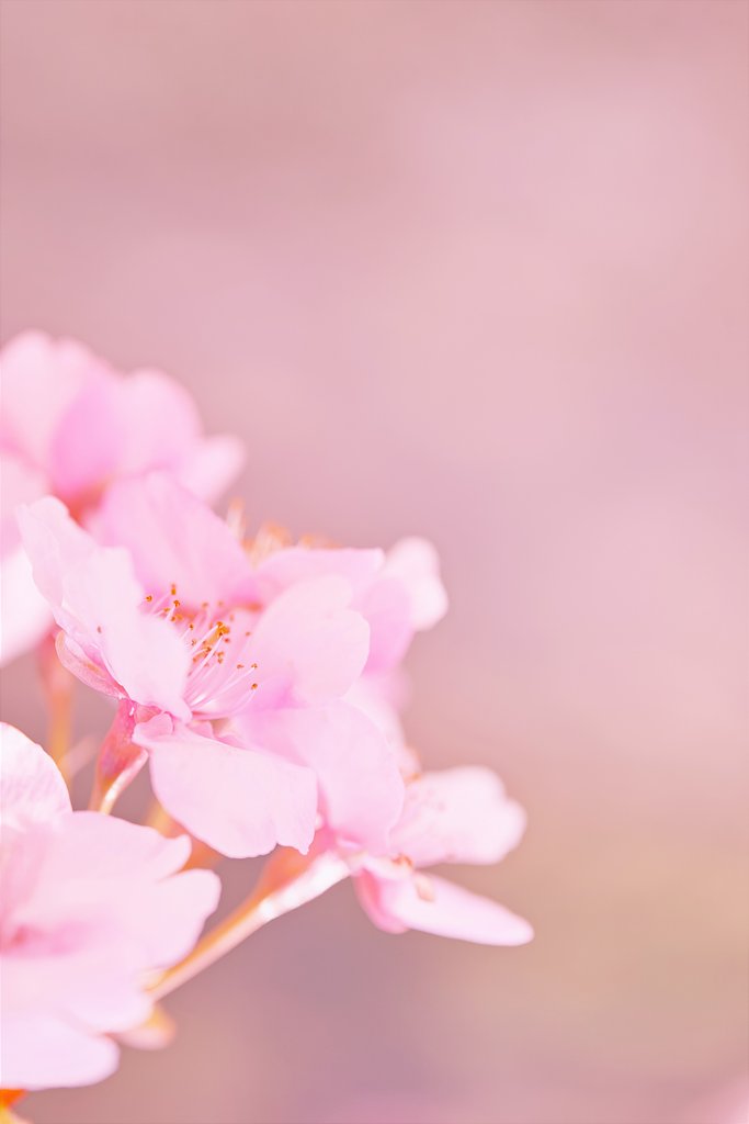 河津桜