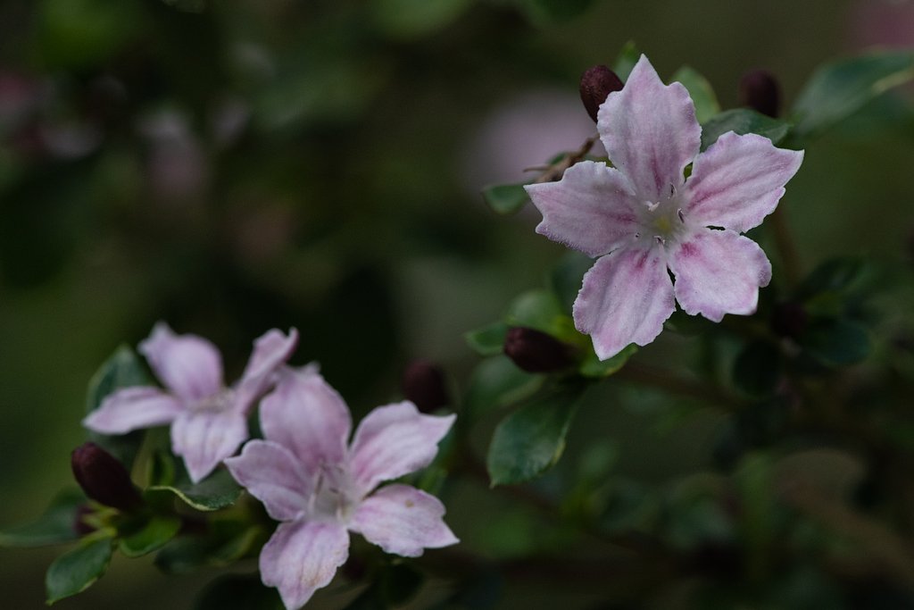 白丁花
