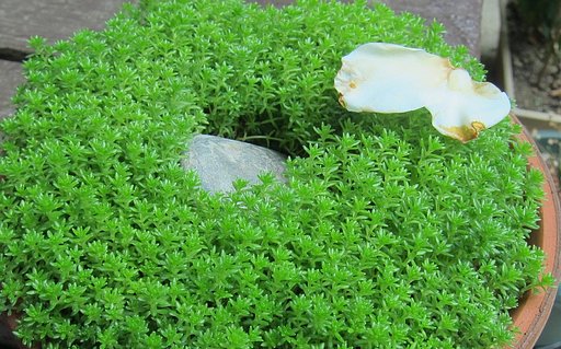 スナゴケに花びら