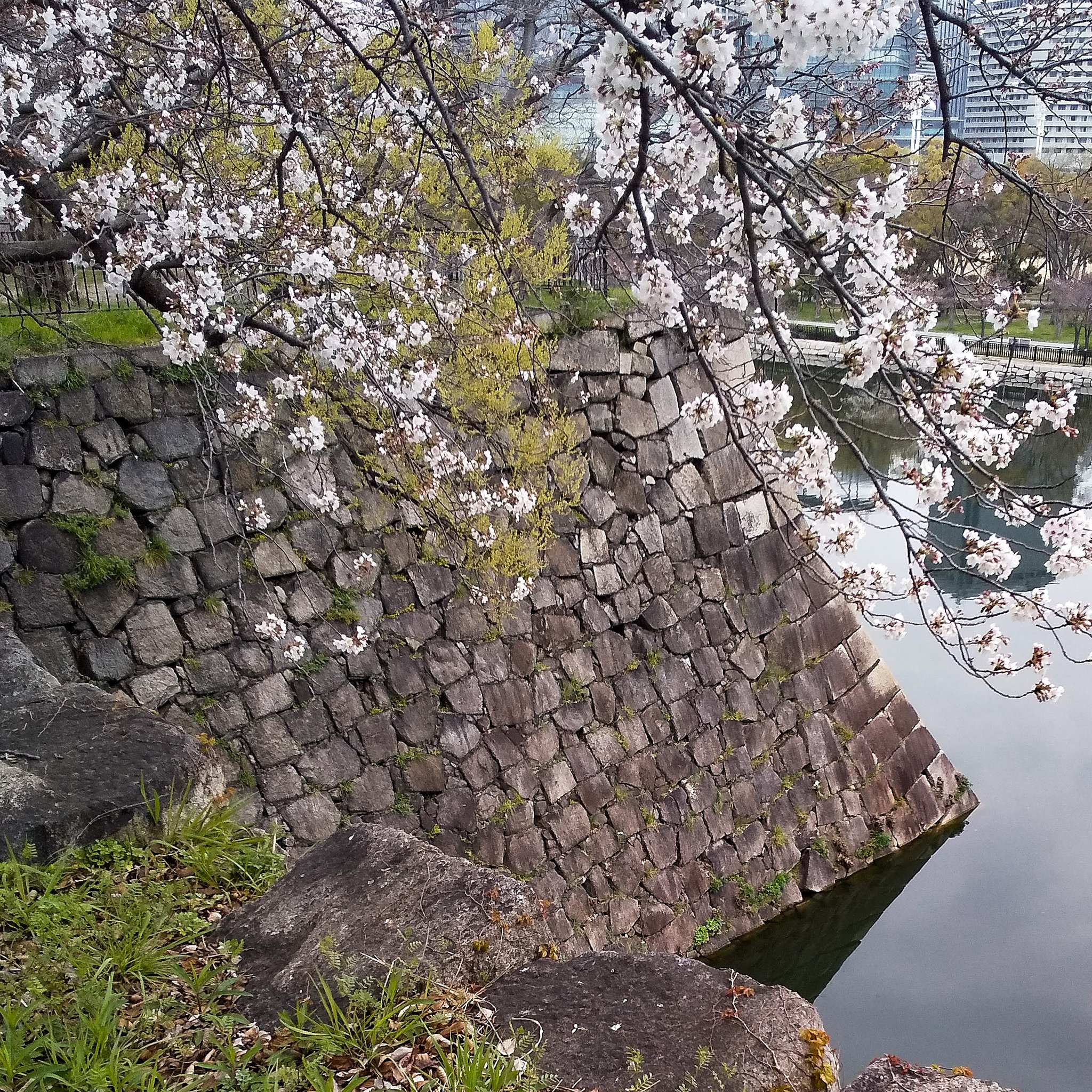 【春景色】お濠桜