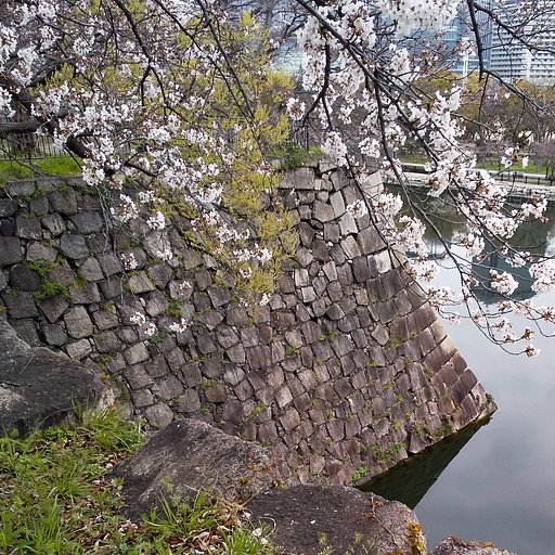 【春景色】お濠桜