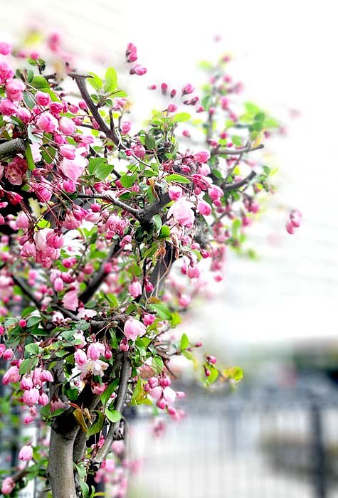 【春景色】紅色を見つけた