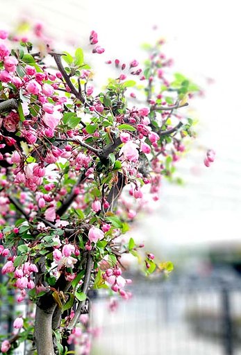 【春景色】紅色を見つけた