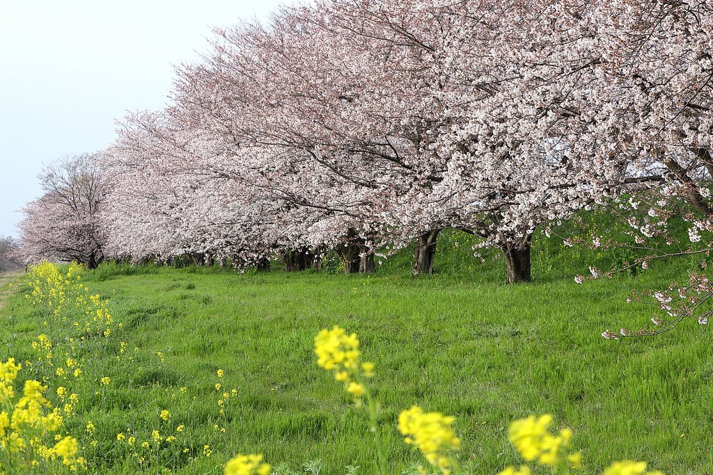 堤の桜 Ⅱ