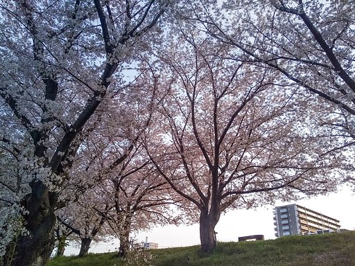 夜明けの桜