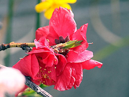 3月29日の写真