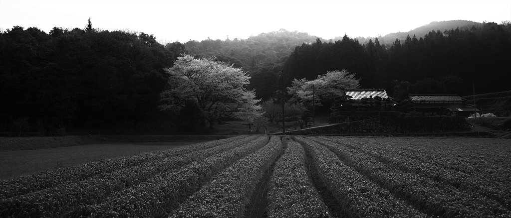 桜