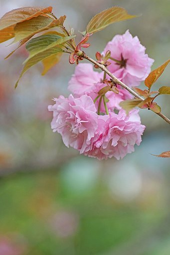 八重桜