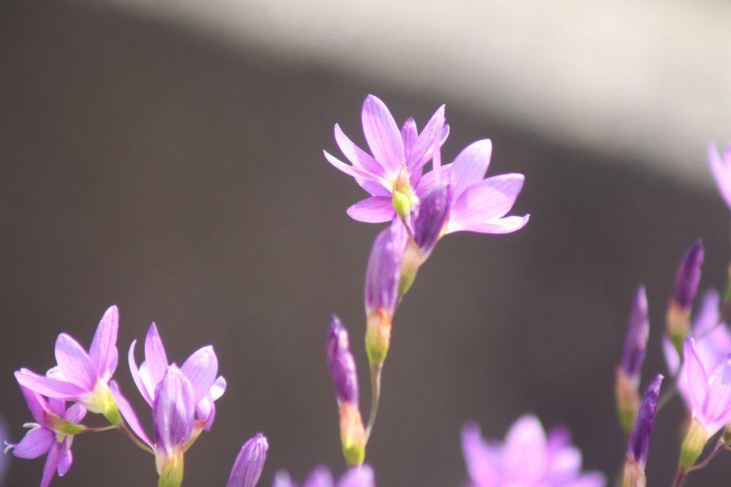 Tamron  TELE-MACRO  100-300mm-F5.0-6.3