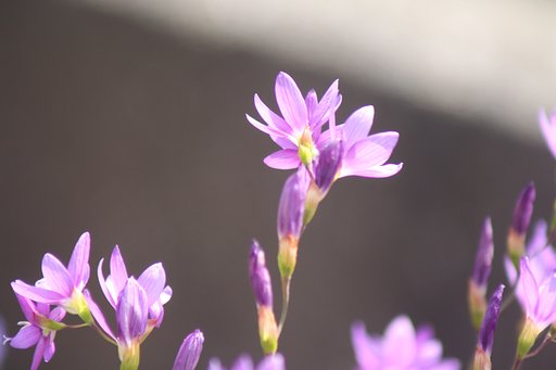 Tamron  TELE-MACRO  100-300mm-F5.0-6.3