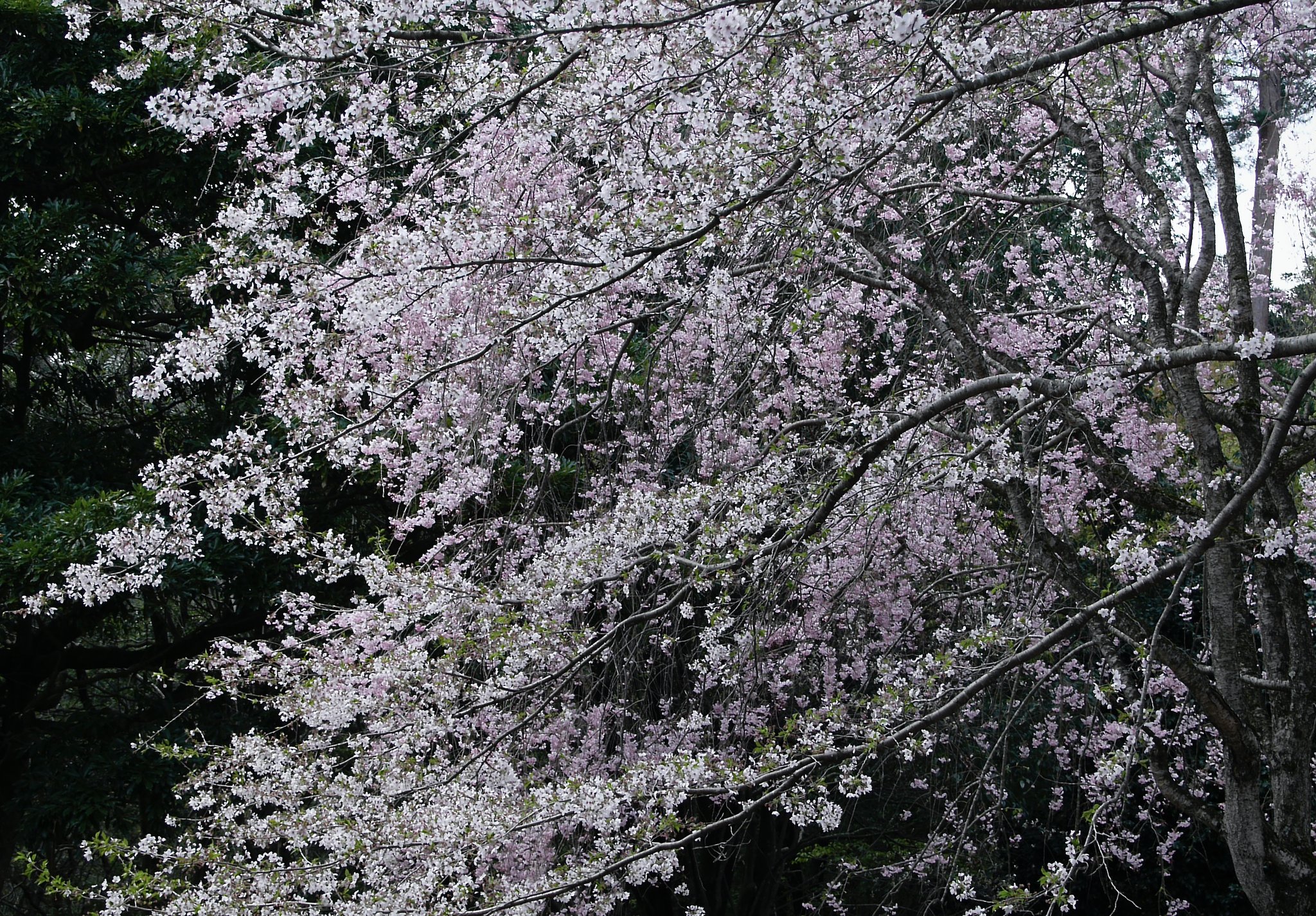 LEICA  D  VARIO-ELMAR  14-150mm   ASPH