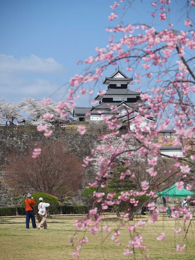 日本の春