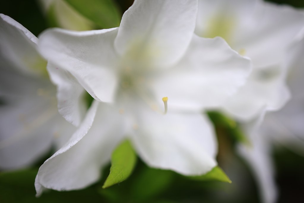 蕊