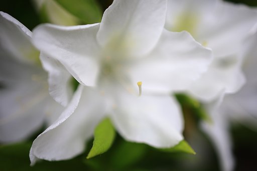 蕊