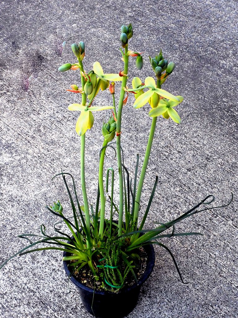 アルブカ　園芸種