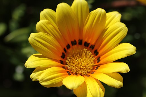 Tamron90mmF2.8macro  F004