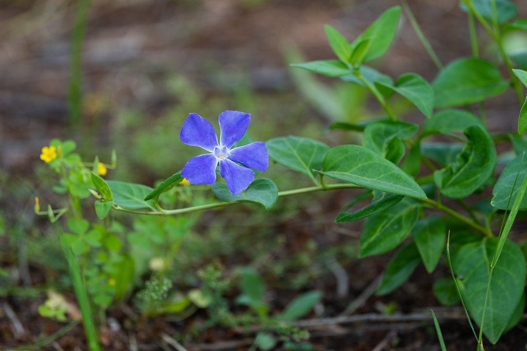 紫つる草