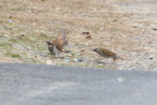 だー！俺が何したってゆーんだよー！