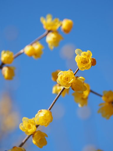 青空に飾り付け