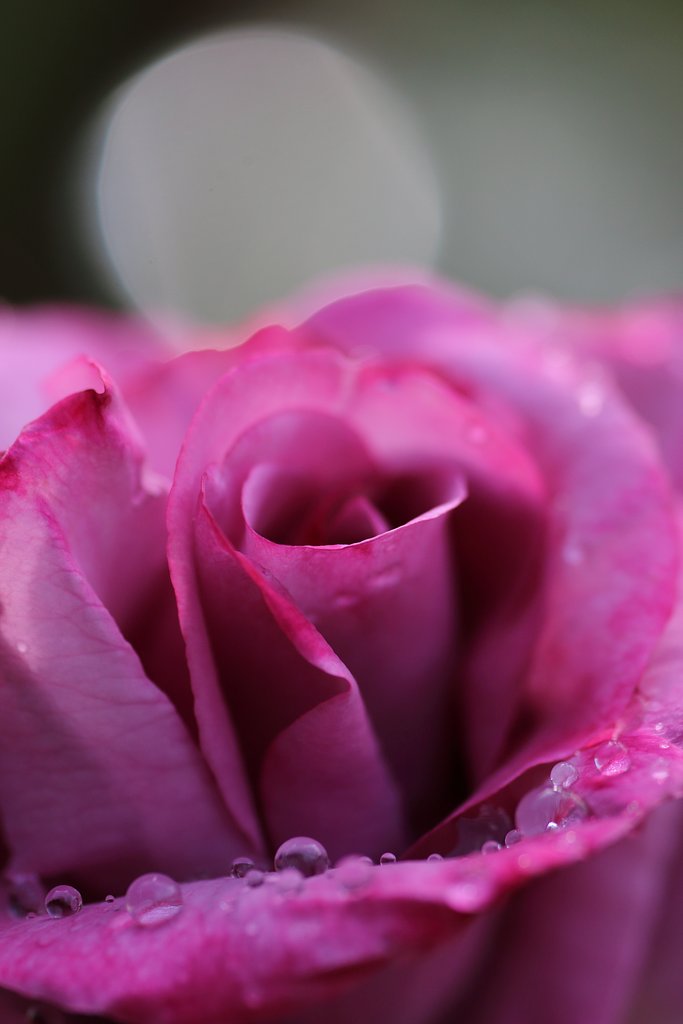 薔薇