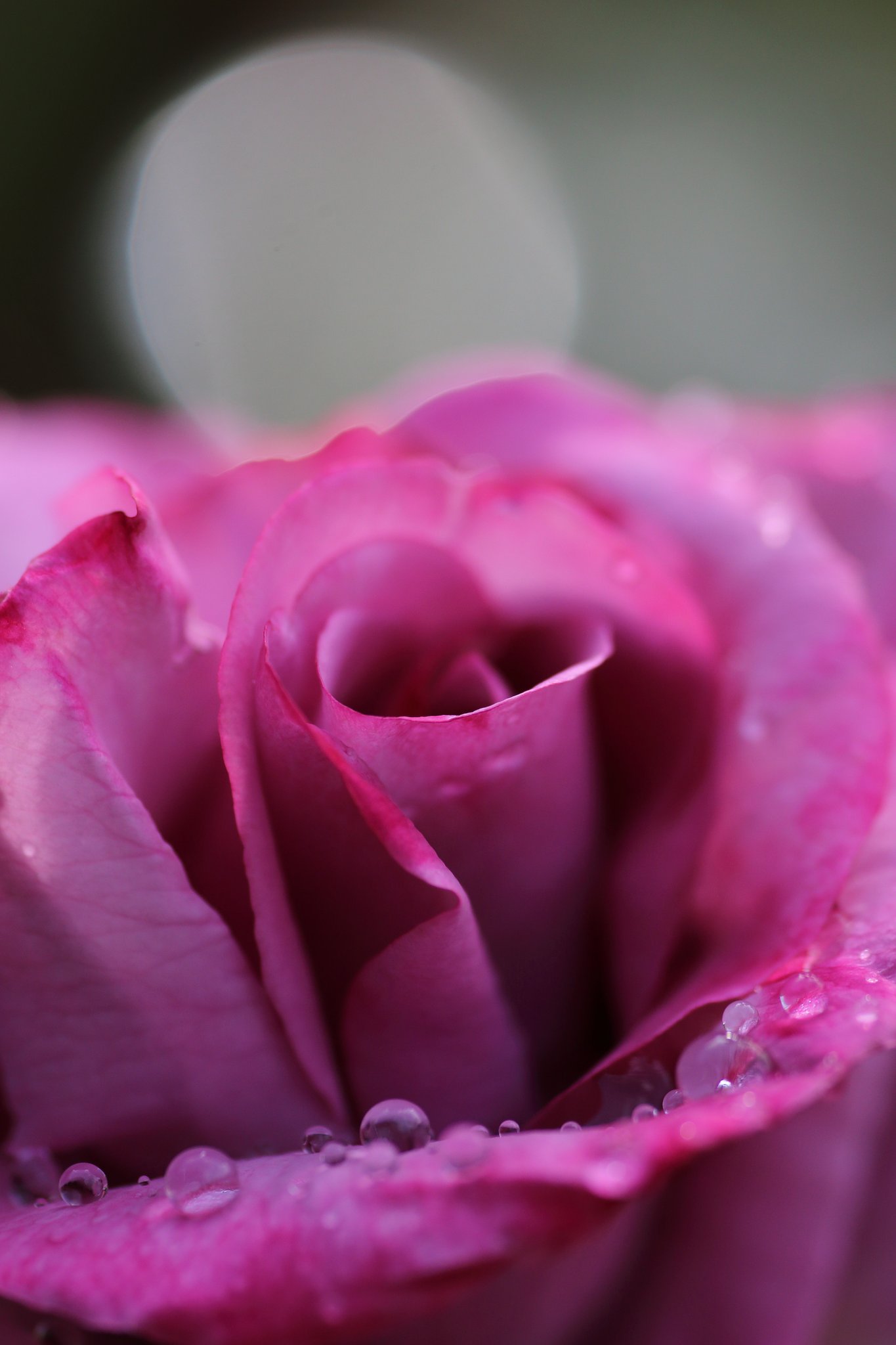 薔薇