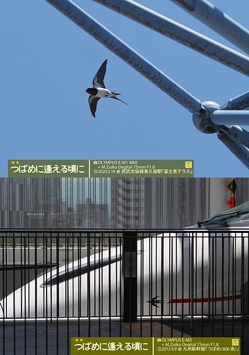 つばめに逢える頃に