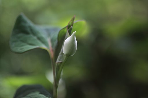 ドクダミ