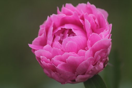 畑の大輪花