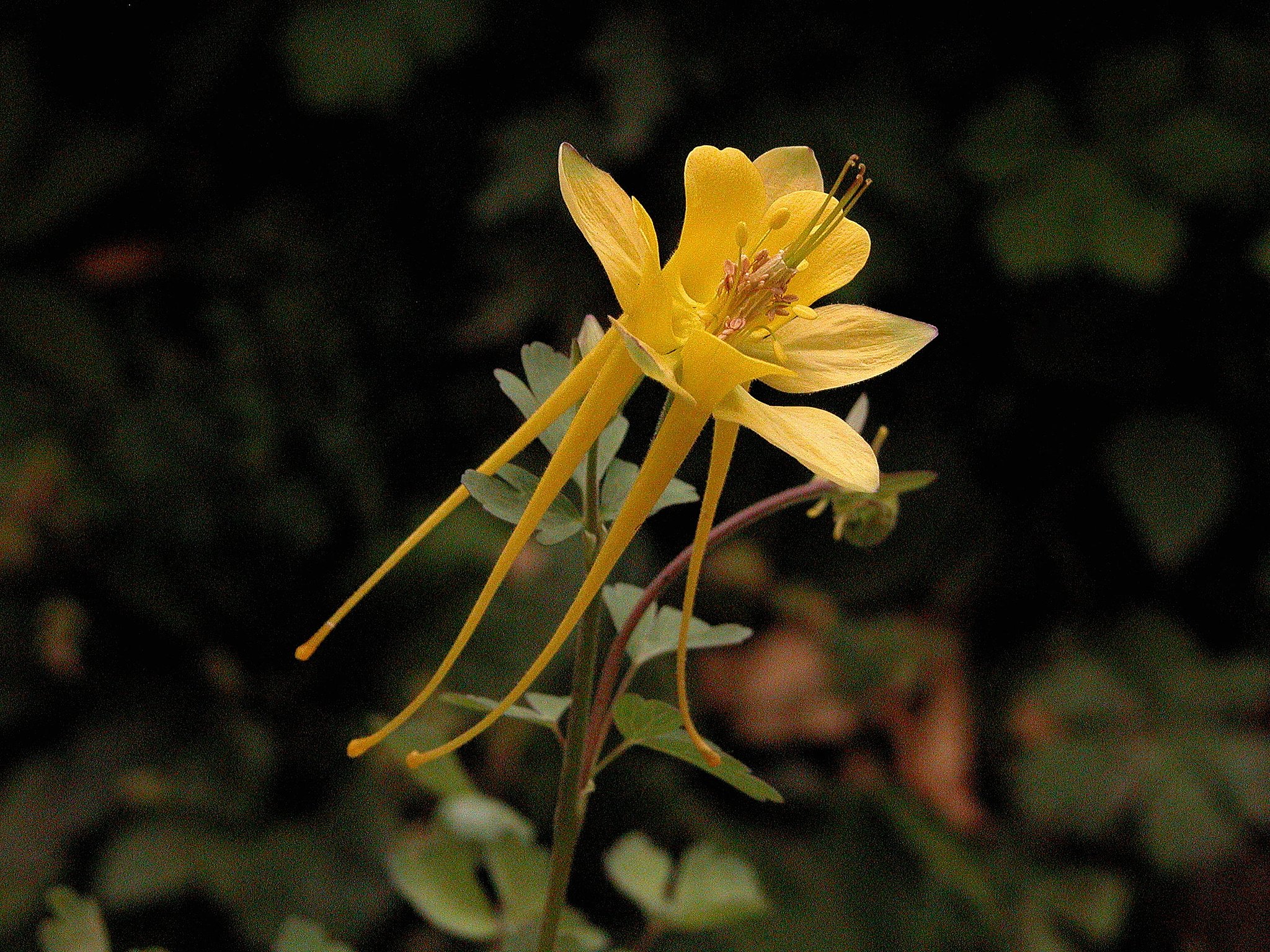 Aquilegia chrysantha 