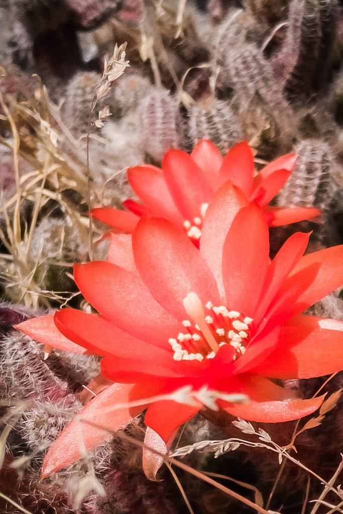 ヒモサボテンの花
