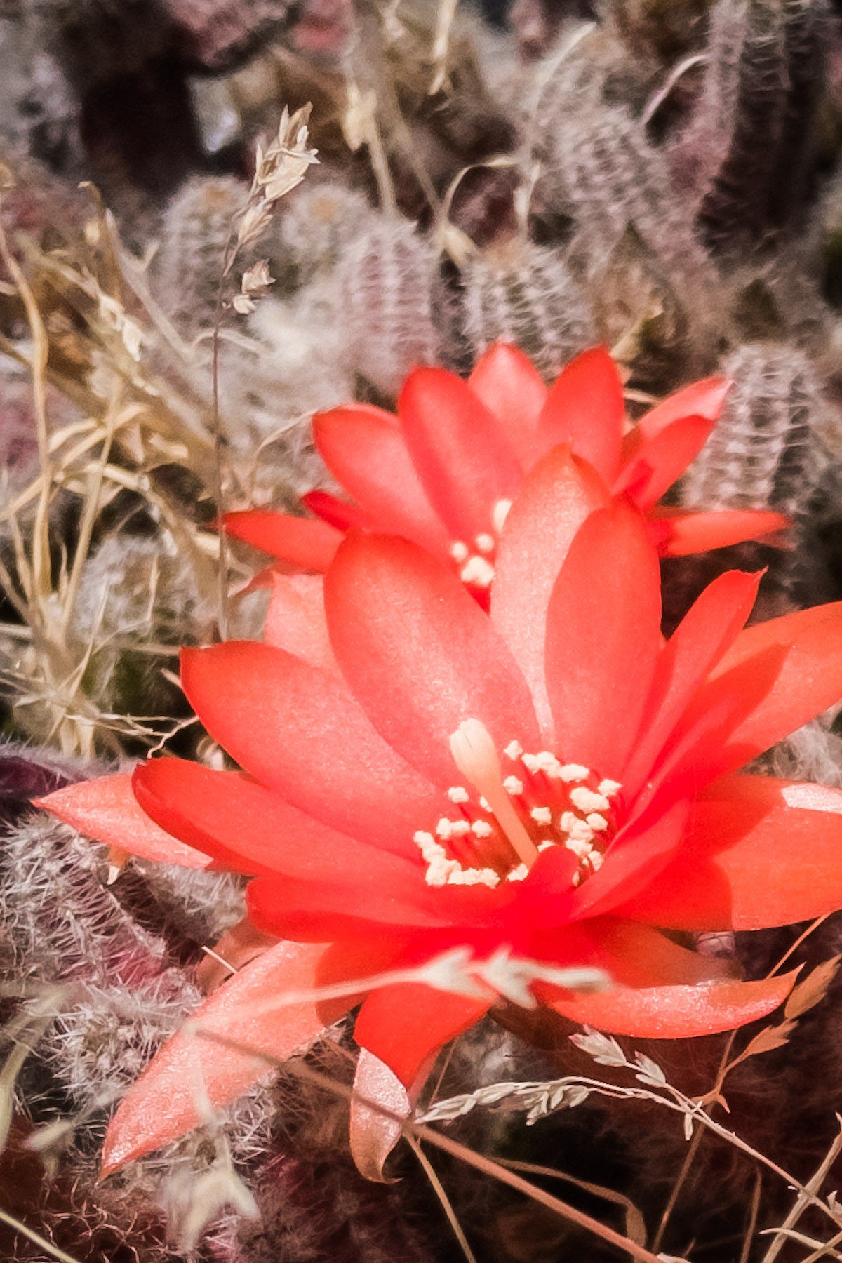ヒモサボテンの花