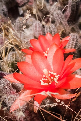 ヒモサボテンの花