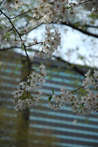 残り桜